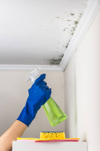 Best Mold Remediation for Specific Building Types in Homer, AK